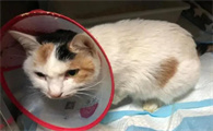 猫瘟最后死的样子