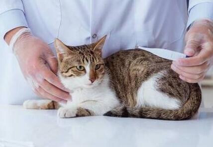 猫咪为什么不建议手术了呢 猫咪为什么不建议手术了呢