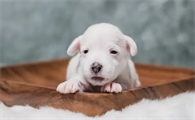 幼犬细小症状前兆
