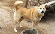 为什么农村狗狗什么都吃呢