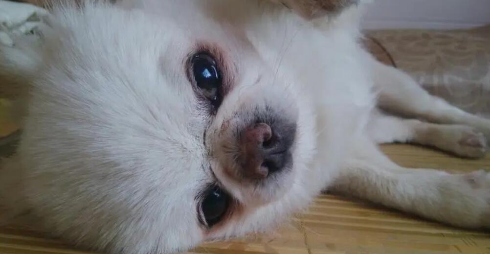 狗狗眼睛为什么长息肉的原因