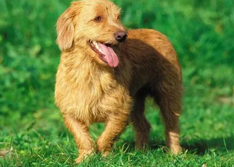 布列塔尼犬怎么训练？试试这个方法