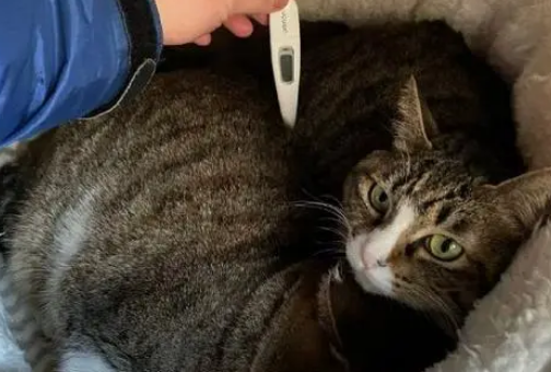 猫咪的体温为什么那么高呢