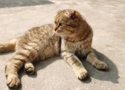 宠物猫带回农村老家可以养吗
