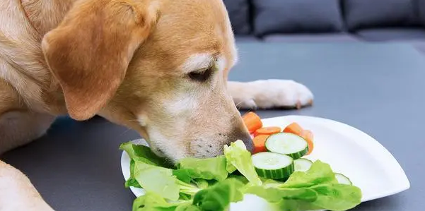 狗狗吃什么食物容易中毒