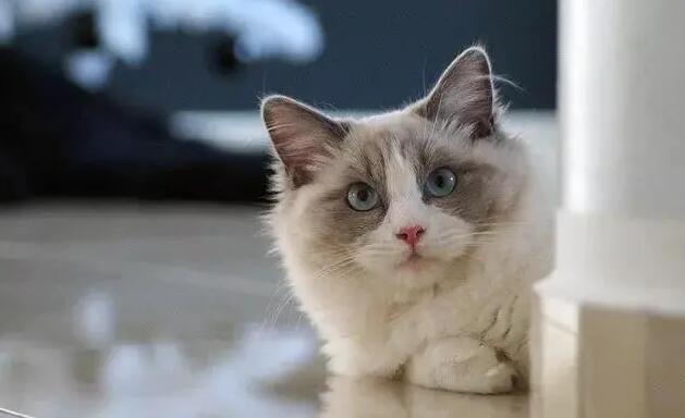 猫咪为什么要换环境养