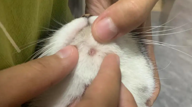 猫下巴毛囊炎用什么药