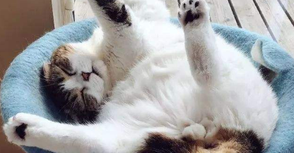 猫咪为什么总是抬后腿睡觉的原因 猫咪为什么总是抬后腿睡觉的原因