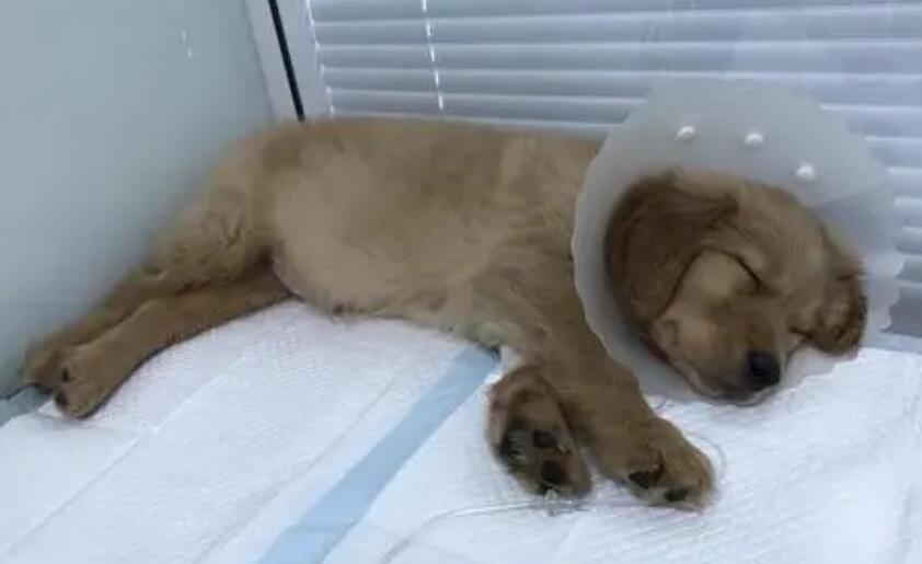 狗得了狗瘟已经抽搐了还有救吗