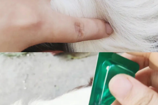 滴了驱虫药毛一直湿的