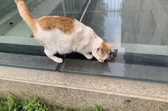 爸妈被一只超有灵气的小猫碰瓷这件事,太有爱了! 爸妈被一只超有灵气的小猫碰瓷这件事,太有爱了!