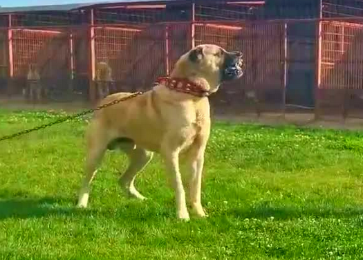 坎高犬可以打过狼吗