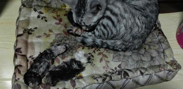 猫肚中死胎二十天吐出来了
