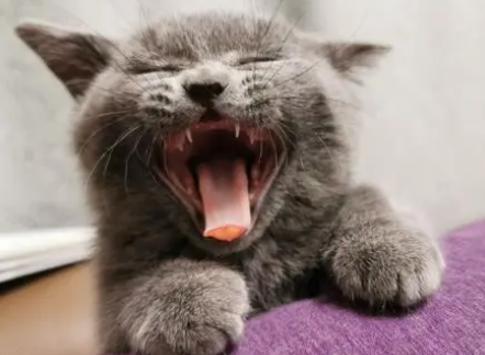 没长牙齿的猫咪怎么喂养?来看看吧 没长牙齿的猫咪怎么喂养?来看看吧