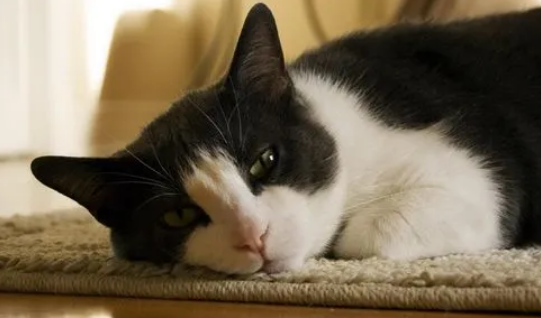 为什么小猫不敢抱睡