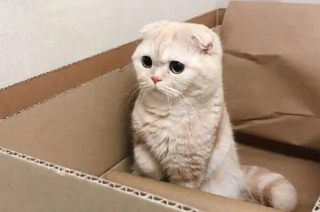猫咪为什么要挤在纸盒里