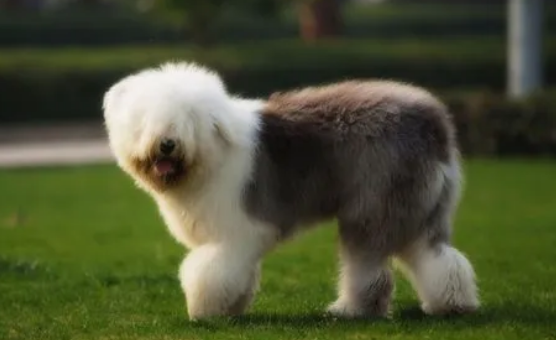 古牧犬脾气好吗