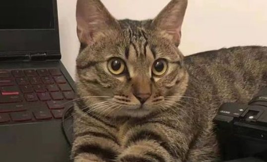 中国狸花猫有跳蚤怎么办？三招教你除跳蚤