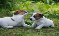 短毛中型犬有哪些品种