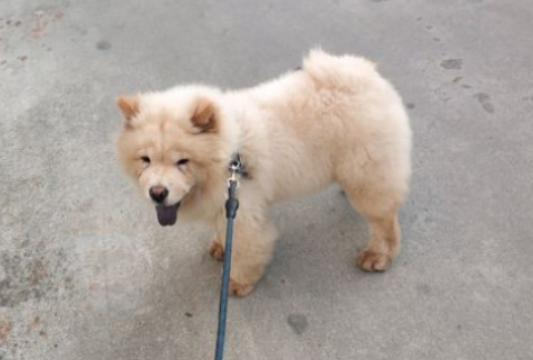 松狮认主后的表现