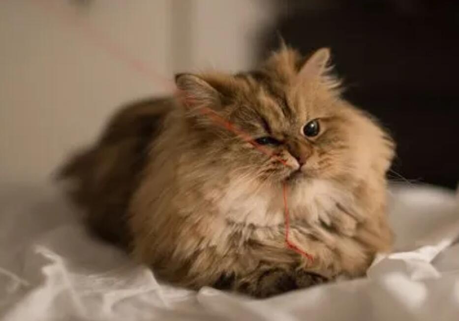 猫咪吃了一根很长的线