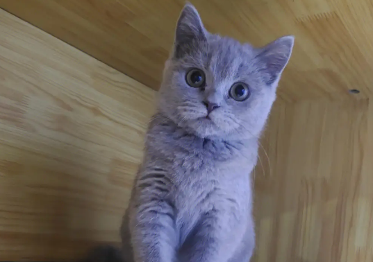 英短蓝猫多大可以交配?来看看吧 英短蓝猫多大可以交配?来看看吧