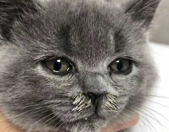 猫咪感冒了怎么办猫咪打喷嚏 猫咪感冒了怎么办猫咪打喷嚏