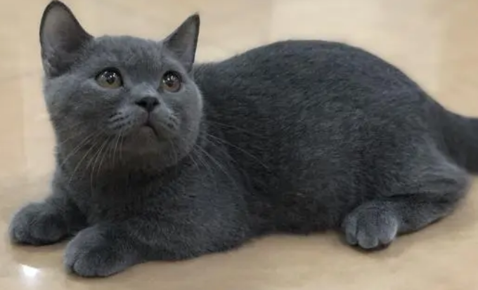 宠物店配蓝猫多少钱一次 宠物店配蓝猫多少钱一次