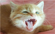 小猫咪为什么总是哈气