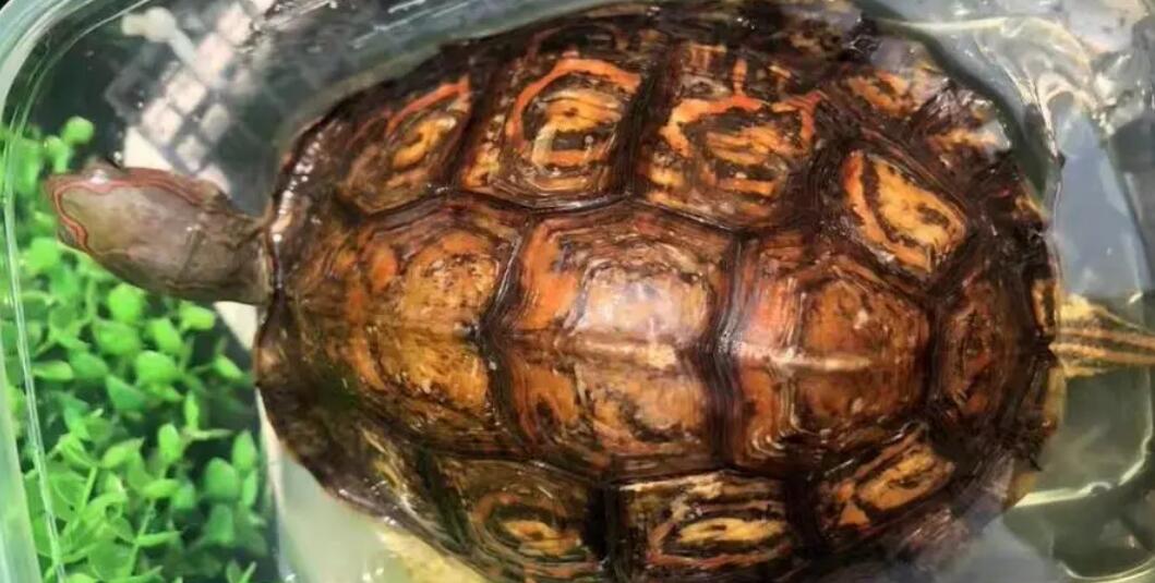 洪都拉斯木纹龟和黄缘养一起