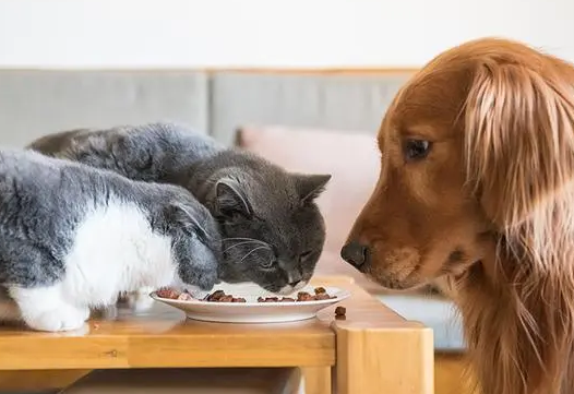 如何防止狗吃猫粮呢