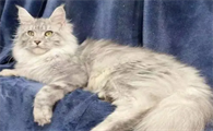 缅因猫的智商相当于人的几岁