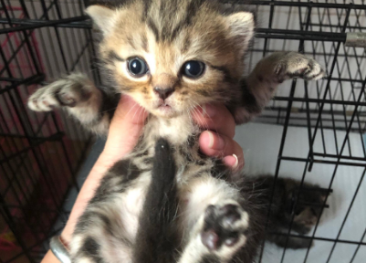 金虎斑和蓝猫配生出什么猫