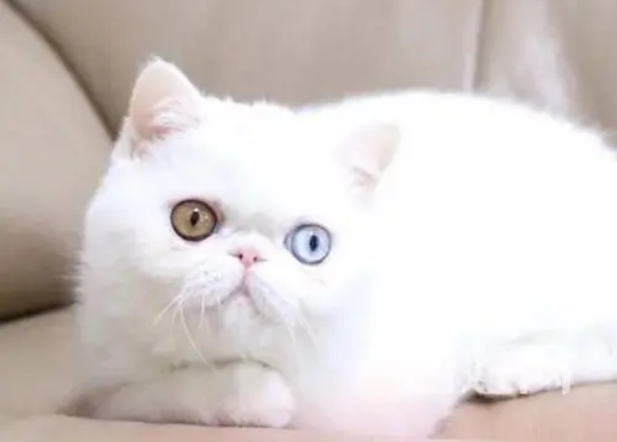 异瞳纯白加菲猫值钱吗