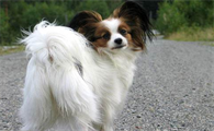 杂交蝴蝶犬寿命一般多少年