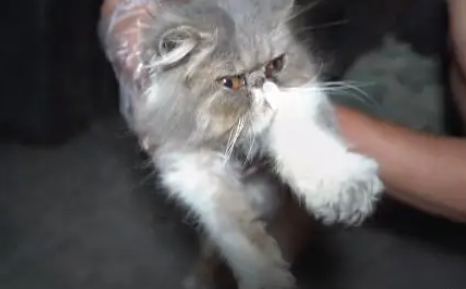 生病后猫咪被抛弃，失去了主人也失去了家