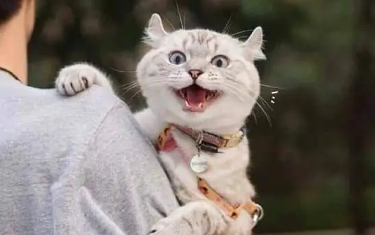 猫咪为什么不跟我玩耍呢