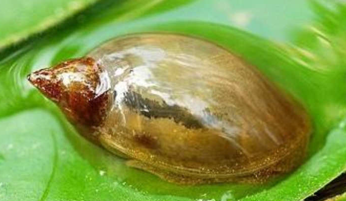 鱼缸里有水蜗牛好不好