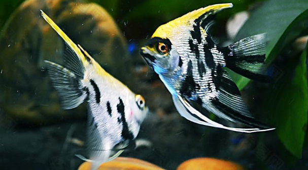 燕鱼甩籽后怎样孵化 燕鱼甩籽后怎样孵化