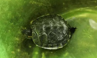 乌龟拉绿色的是正常吗 乌龟拉绿色的是正常吗