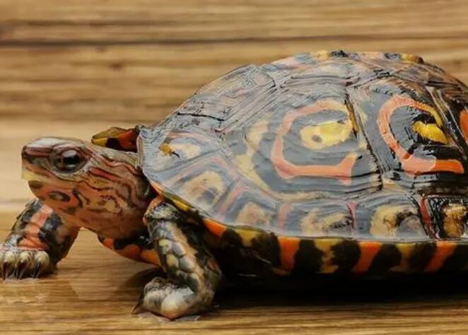 木纹龟和黄缘龟哪个好养 木纹龟和黄缘龟哪个好养