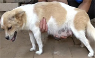 狗狗怀孕为什么会喘气费劲呢