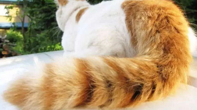 猫咪为什么抓其他猫尾巴