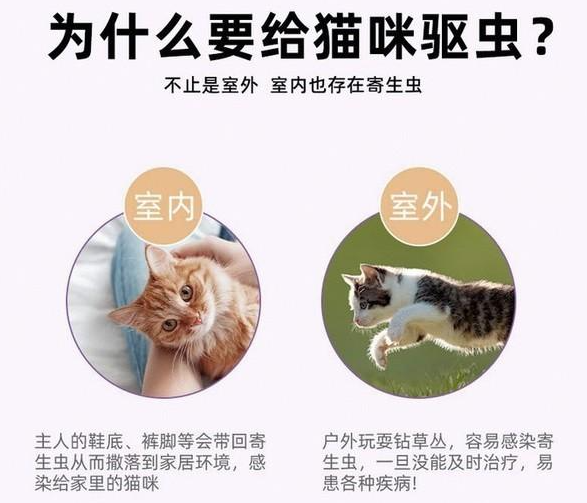 mofei猫咪体外驱虫药,宠物打虫幼猫通用滴剂除跳蚤 mofei猫咪体外驱虫药,宠物打虫幼猫通用滴剂除跳蚤