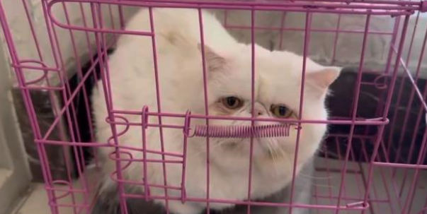 卖不掉扔了它?笼子里的它看着主人留下的物品 卖不掉扔了它?笼子里的它看着主人留下的物品