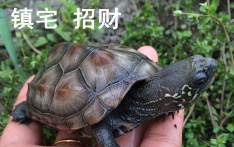 十大镇宅乌龟排名 十大镇宅乌龟排名