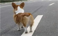 为什么狗狗不能穿马路