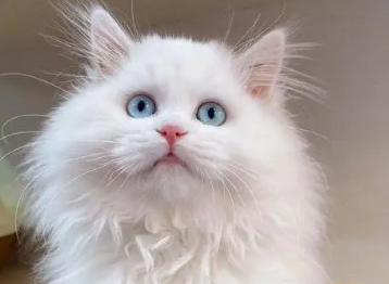狮子猫越养越凶 狮子猫越养越凶