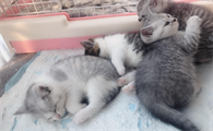 蓝猫和银点配出来是什么