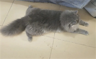 蓝猫母最好跟谁配